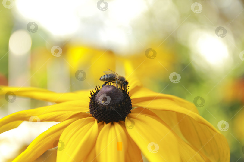 Скачать Пчела фотосток Ozero