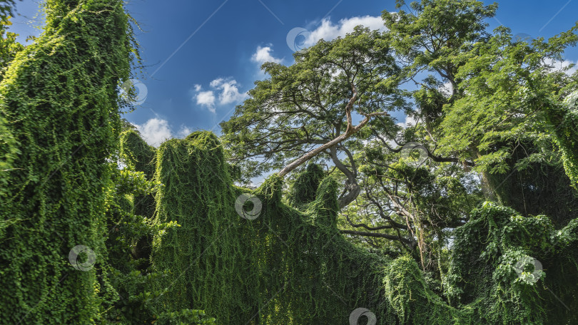 Скачать Заросли пышной тропической растительности. Заброшенный городской парк. фотосток Ozero