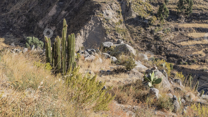 Скачать Пейзаж высокогорья. Сухая желтая трава, кактусы Сан-Педро и опунция-груша. фотосток Ozero