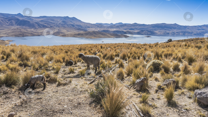 Скачать Альпийское пастбище. Овца-самка и ягненок пасутся на лугу. фотосток Ozero