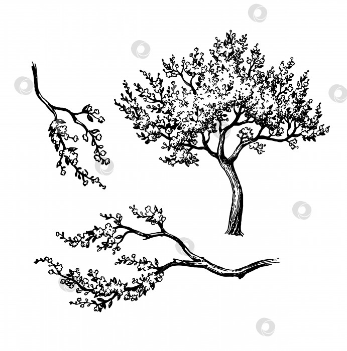 Скачать Цветущее вишневое дерево и ветви. фотосток Ozero