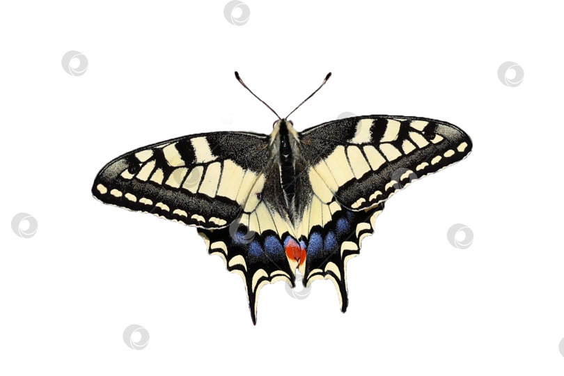 Скачать Бабочка с желтыми и голубыми крыльями на прозрачном фоне. Фото Папилио махаон Линнея фотосток Ozero