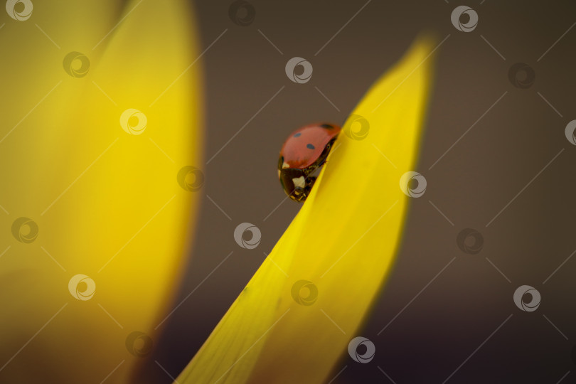 Скачать Божья коровка фотосток Ozero
