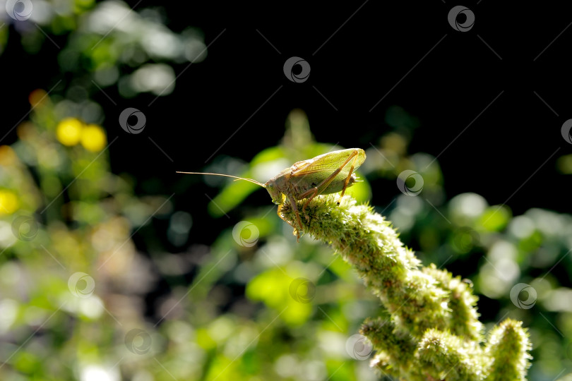 Скачать Кузнечик фотосток Ozero