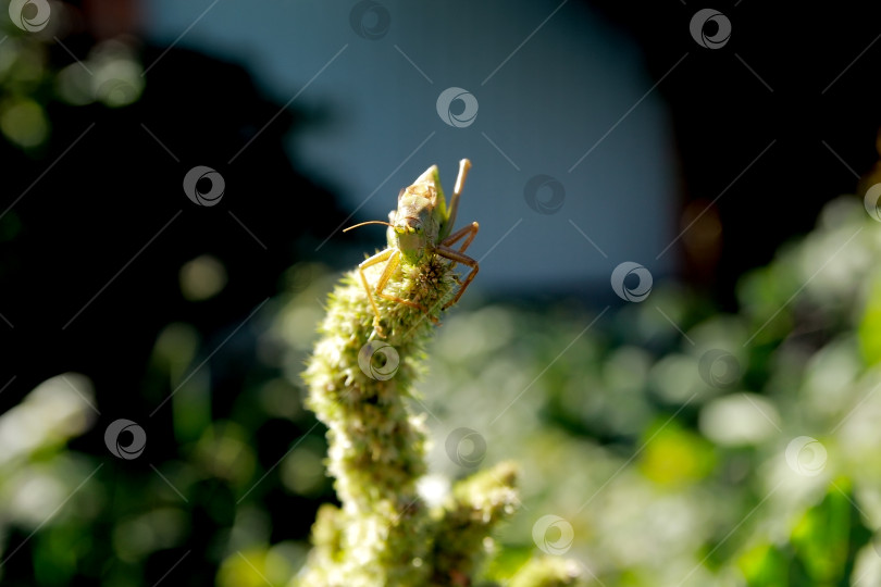 Скачать Кузнечик фотосток Ozero