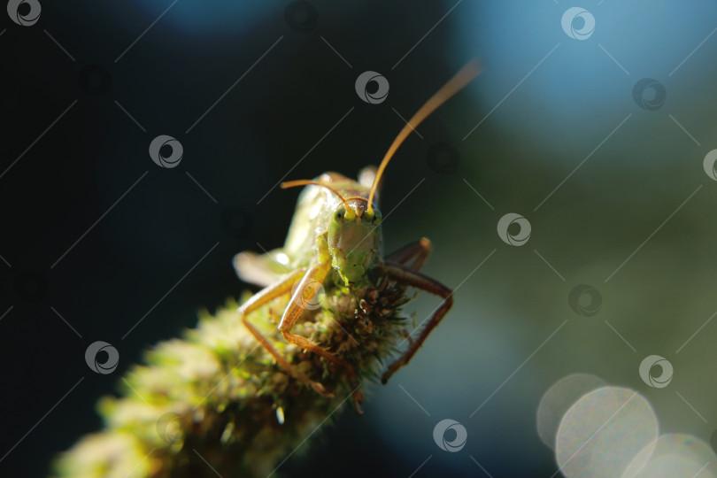 Скачать Кузнечик фотосток Ozero