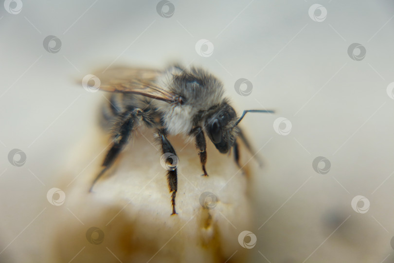 Скачать Пчела фотосток Ozero