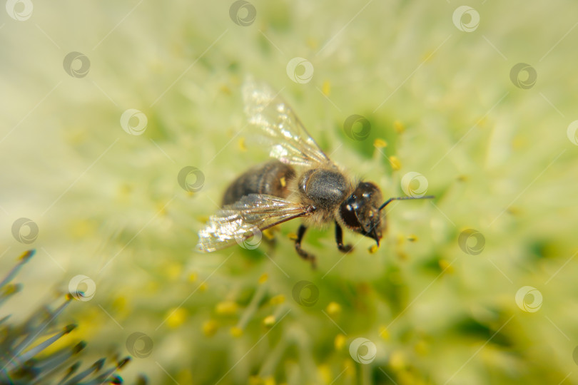 Скачать Пчела фотосток Ozero