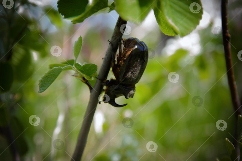 Скачать Жук носорог фотосток Ozero