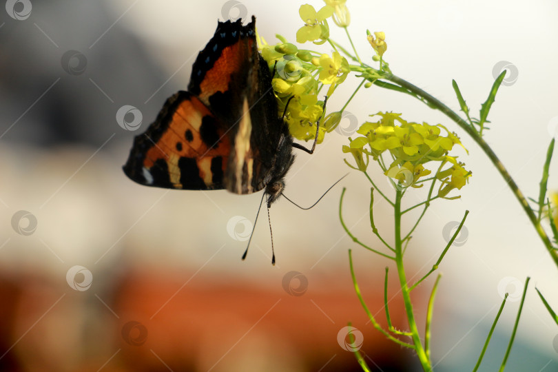 Скачать Бабочка фотосток Ozero