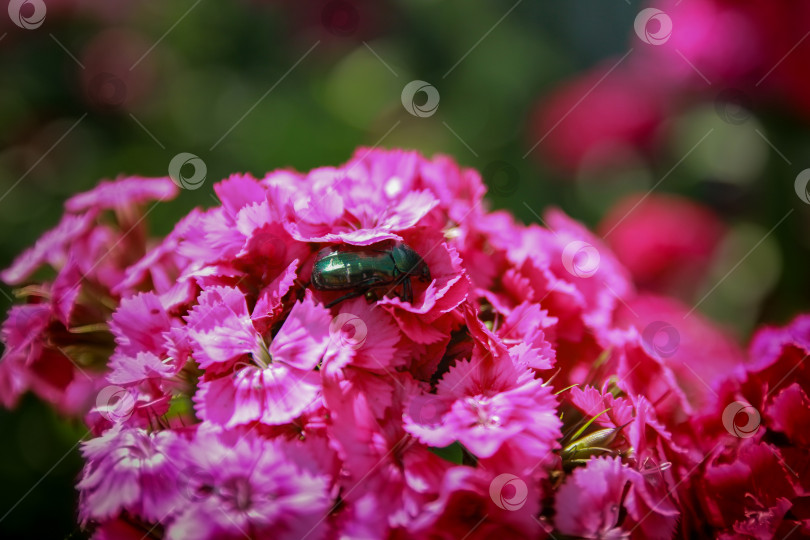 Скачать Жук фотосток Ozero