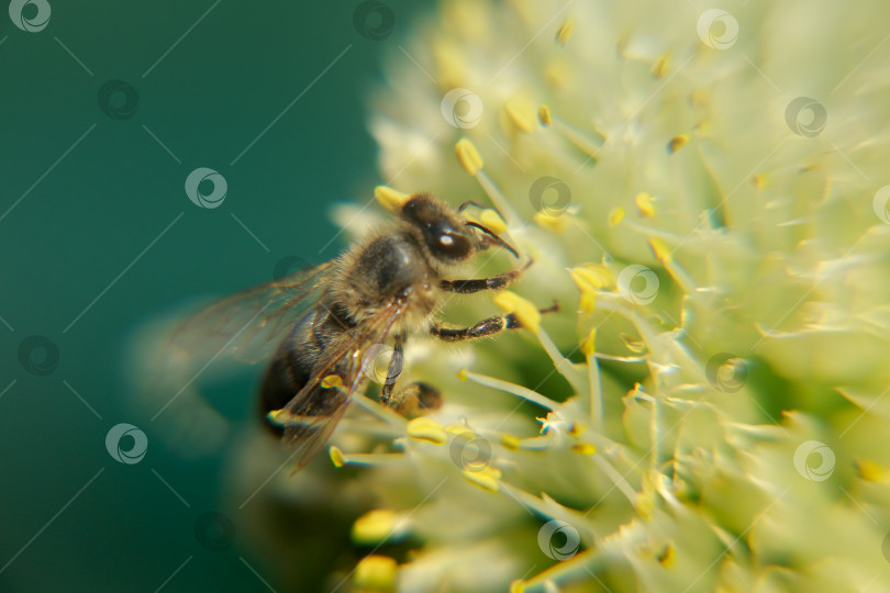 Скачать Пчела фотосток Ozero