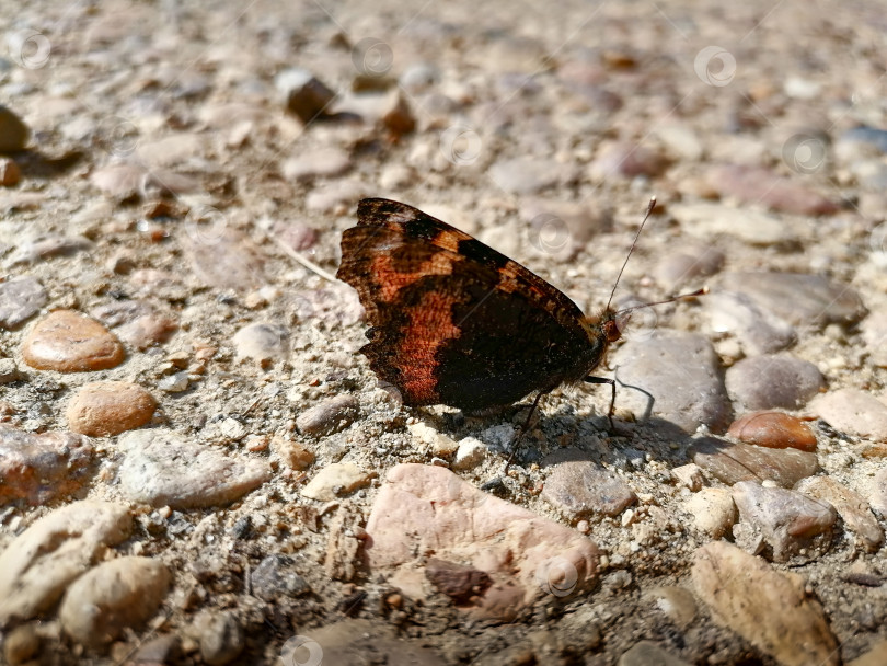 Скачать Бабочка фотосток Ozero