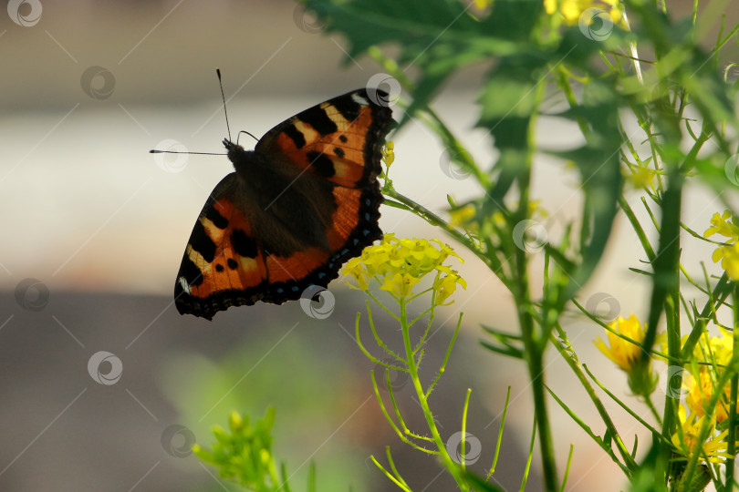 Скачать Бабочка фотосток Ozero