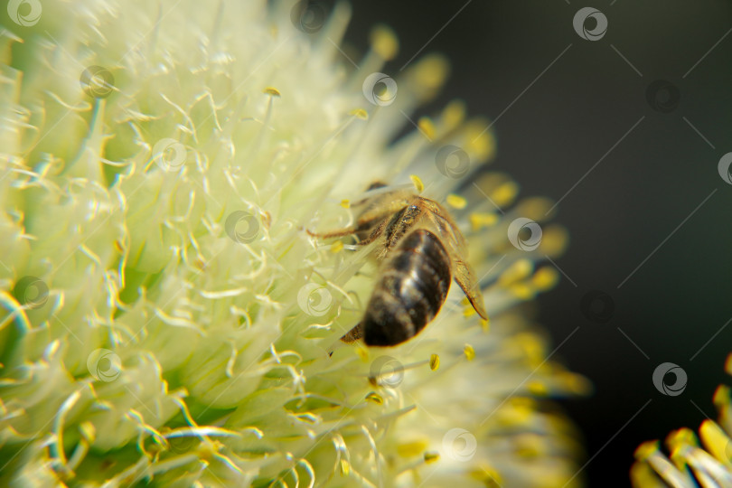 Скачать Пчела фотосток Ozero