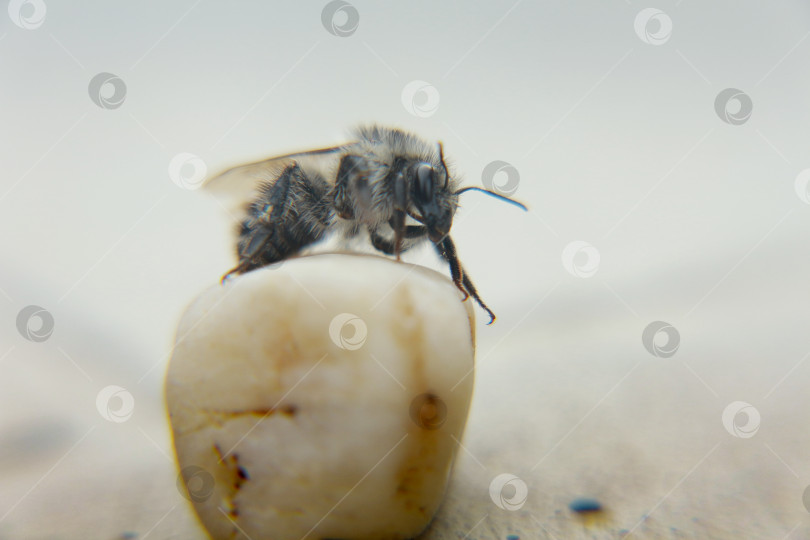 Скачать Пчела фотосток Ozero