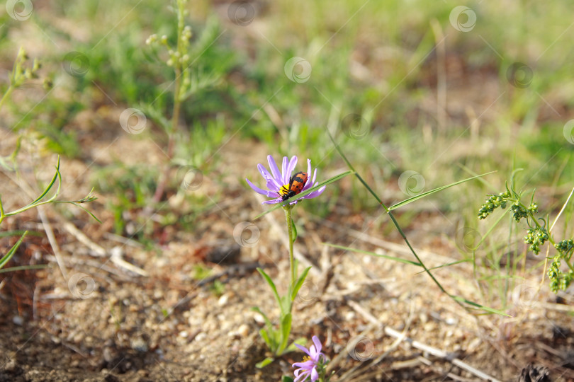 Скачать Жук фотосток Ozero