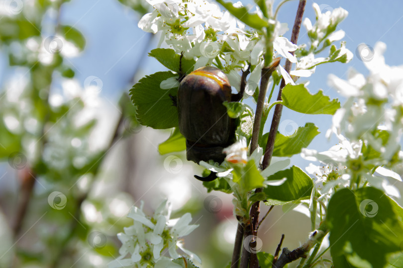 Скачать Жук носорог фотосток Ozero