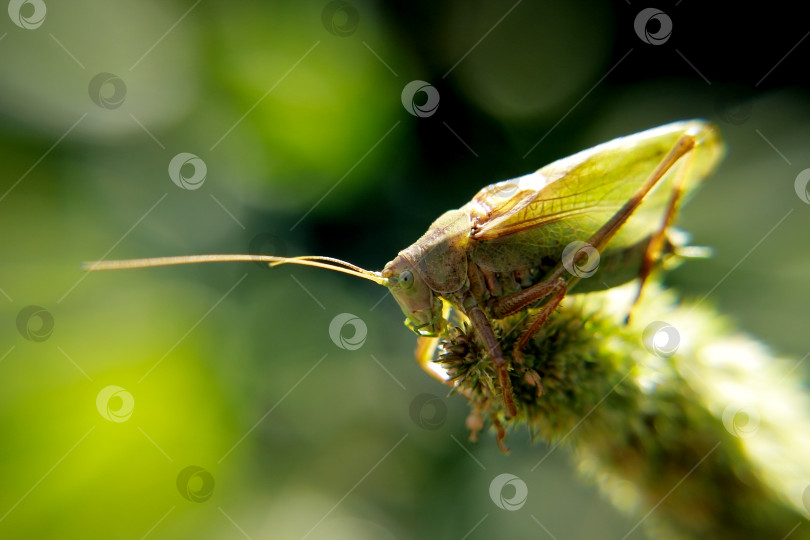 Скачать Кузнечик фотосток Ozero