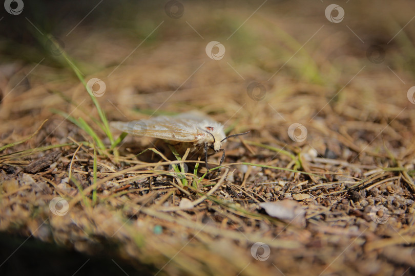 Скачать Мотылек фотосток Ozero