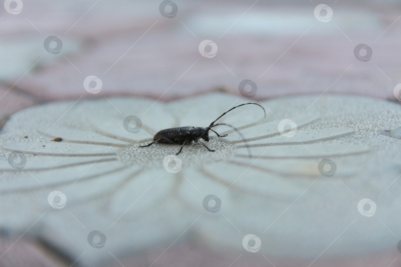 Скачать Жук стригун фотосток Ozero