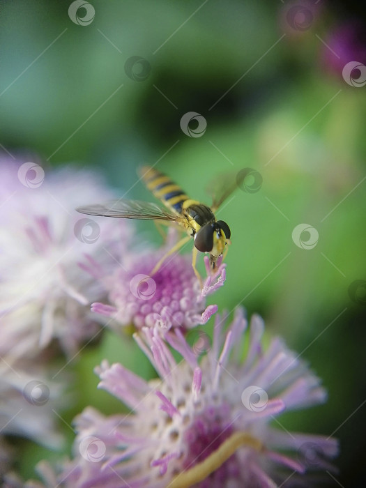 Скачать Муха фотосток Ozero