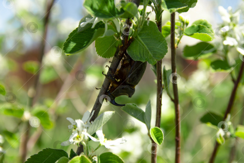Скачать Жук носорог фотосток Ozero