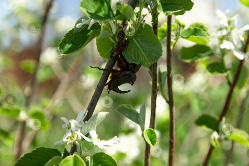 Скачать Жук носорог фотосток Ozero