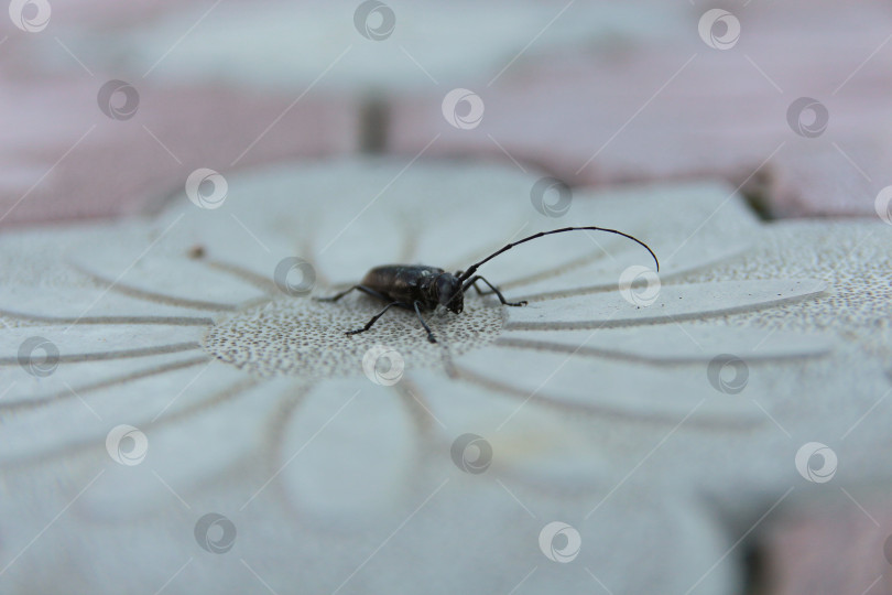 Скачать Жук стригун фотосток Ozero