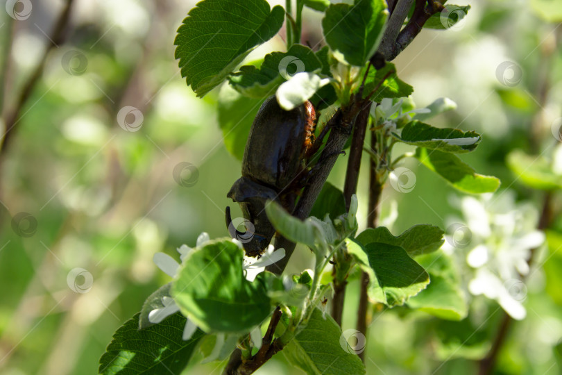 Скачать Жук носорог фотосток Ozero