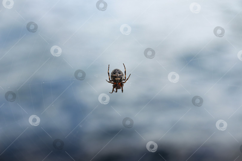 Скачать Паук фотосток Ozero