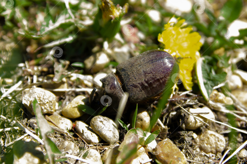 Скачать Жук носорог фотосток Ozero