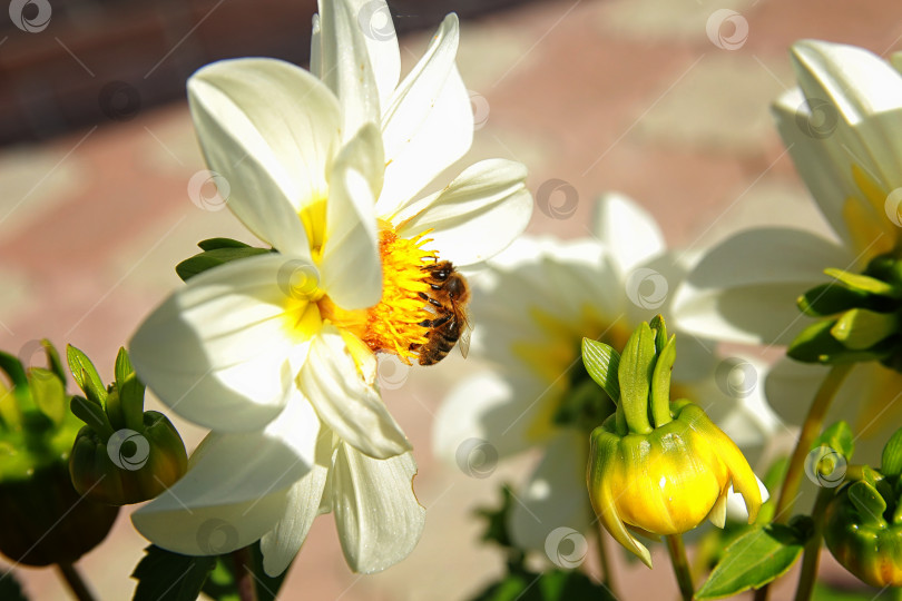 Скачать Пчела фотосток Ozero