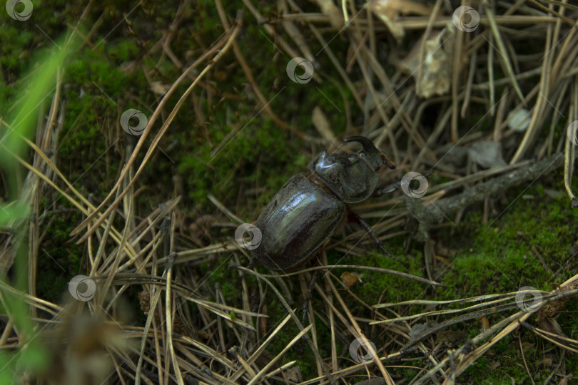 Скачать Жук носорог фотосток Ozero