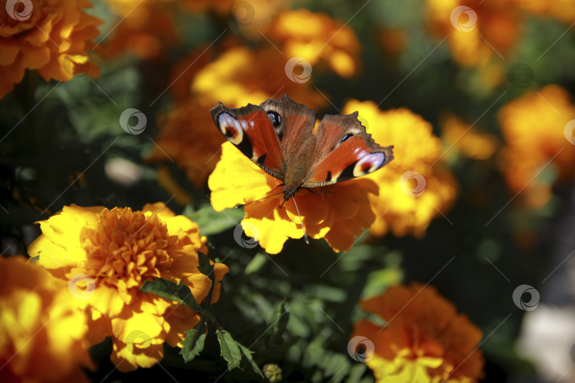 Скачать Бабочка фотосток Ozero