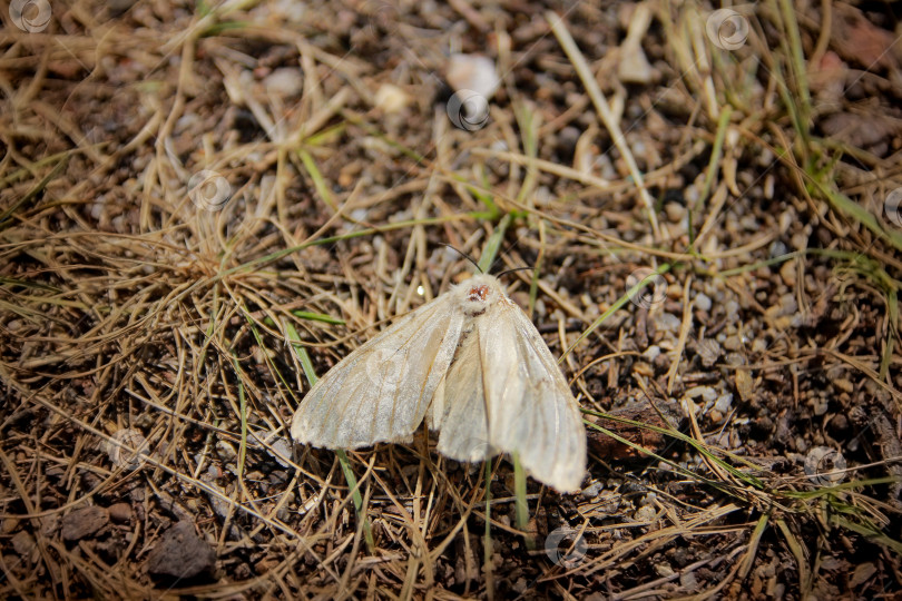 Скачать Мотылек фотосток Ozero