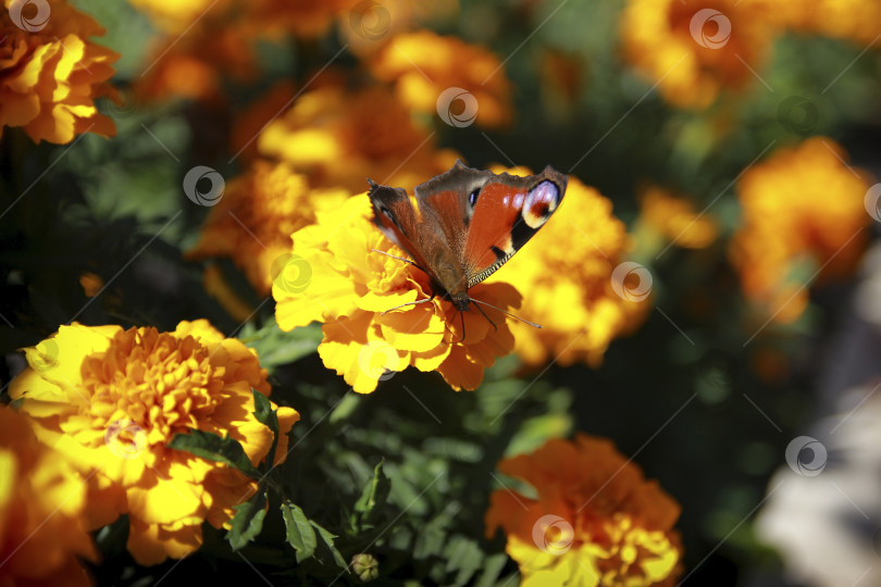 Скачать Бабочка фотосток Ozero