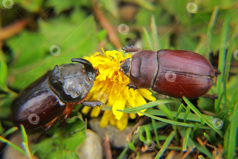 Скачать Жук носорог фотосток Ozero
