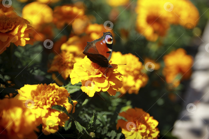 Скачать Бабочка фотосток Ozero