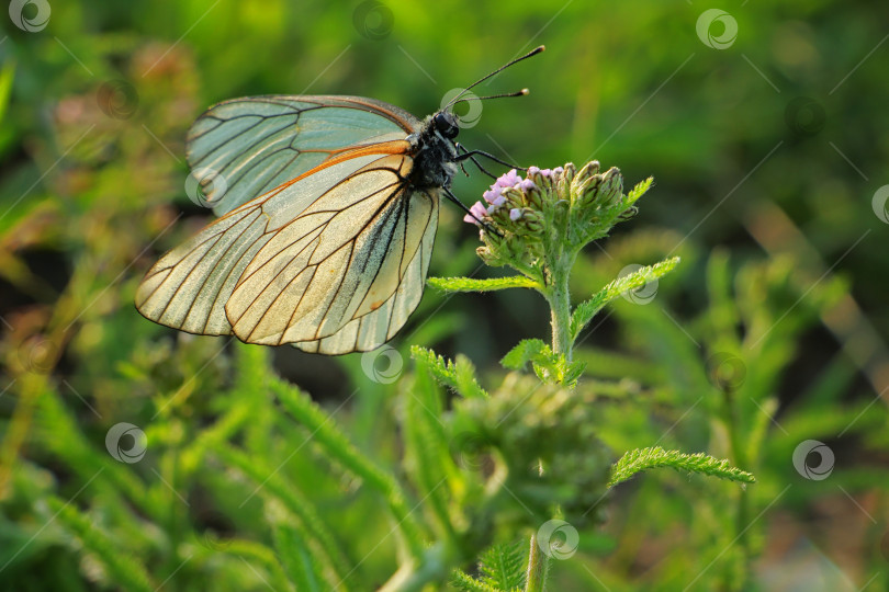 Скачать Бабочка фотосток Ozero