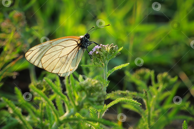 Скачать Бабочка фотосток Ozero