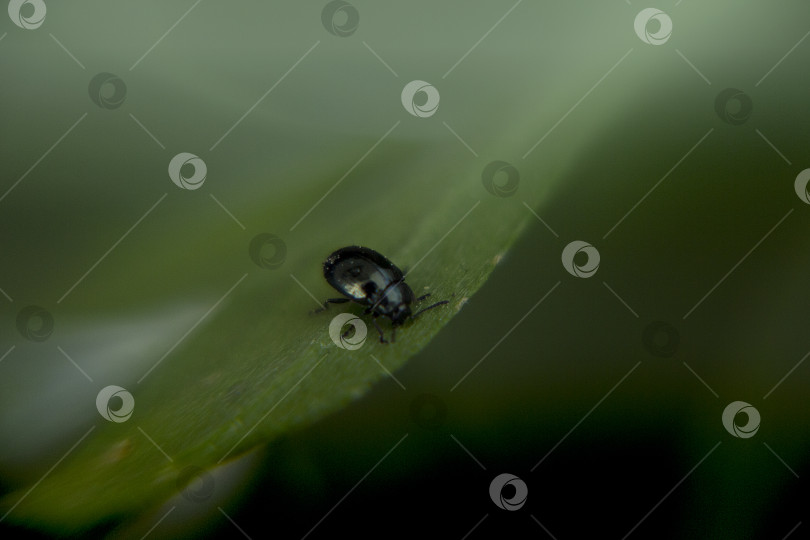 Скачать Жук фотосток Ozero