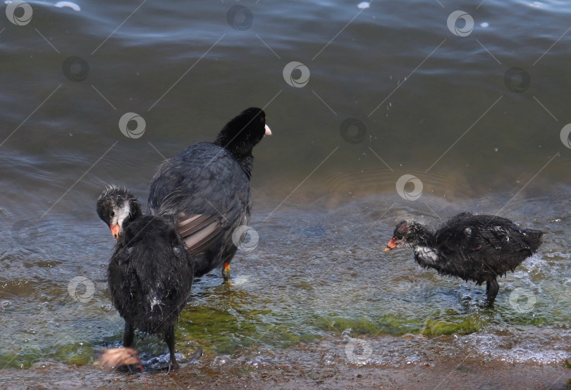 Скачать Лысуха обыкновенная (common coot), австралийская лысуха (Australian coot) выводит потомство на берегу. Молодое потомство водоплавающих птиц резвится на берегу реки рядом с родителями. Птенец со взрослой птицей на набережной, необычное поведение фотосток Ozero