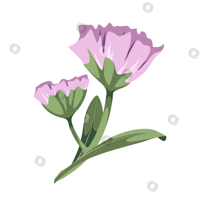 Скачать Фиолетовые цветы фотосток Ozero