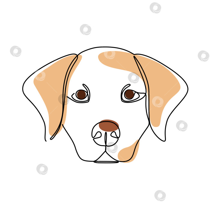 Скачать Милый лабрадор фотосток Ozero