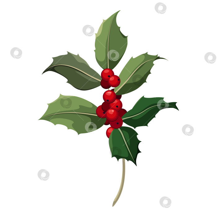 Скачать Остролист на белом фоне фотосток Ozero