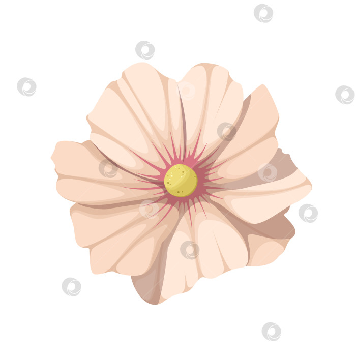 Скачать Бежевый цветок фотосток Ozero