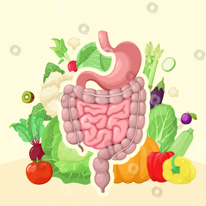 Скачать Органы пищеварительной системы фотосток Ozero
