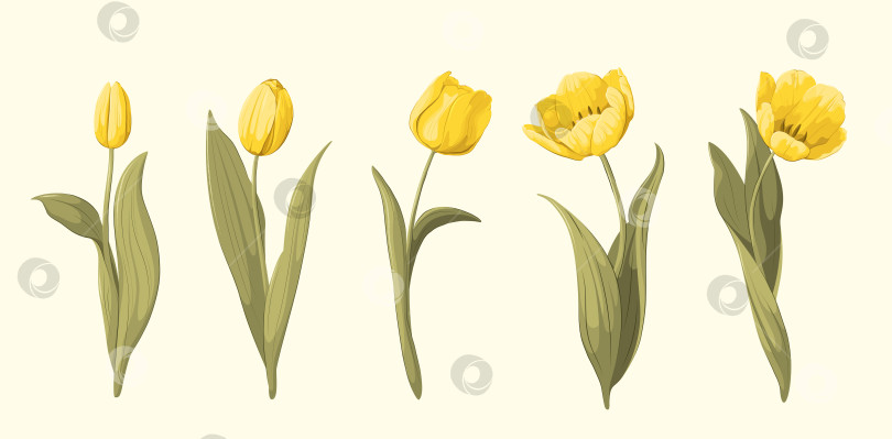 Скачать Букет из желтых тюльпанов фотосток Ozero