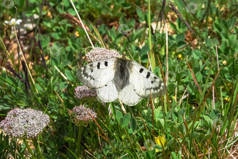 Скачать Белая бабочка отдыхает на фиолетовых цветах фотосток Ozero